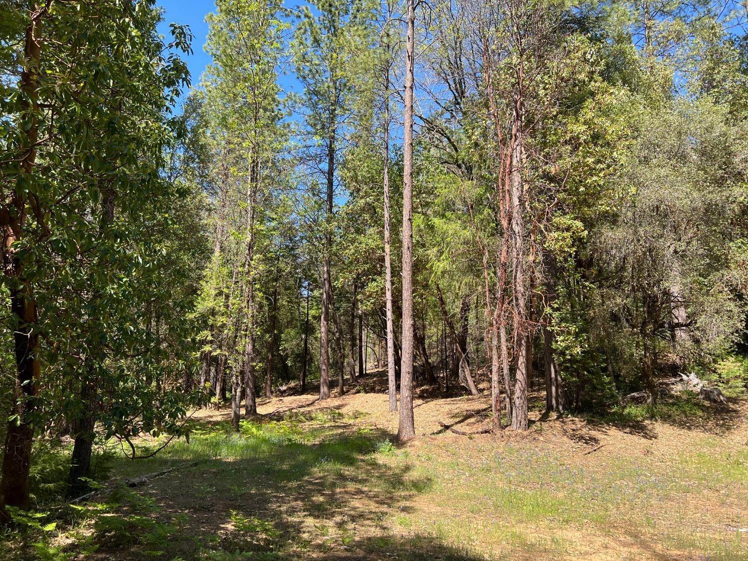 9. Agricultural Land for Active at Banerian Place Nevada City, California 95959 United States