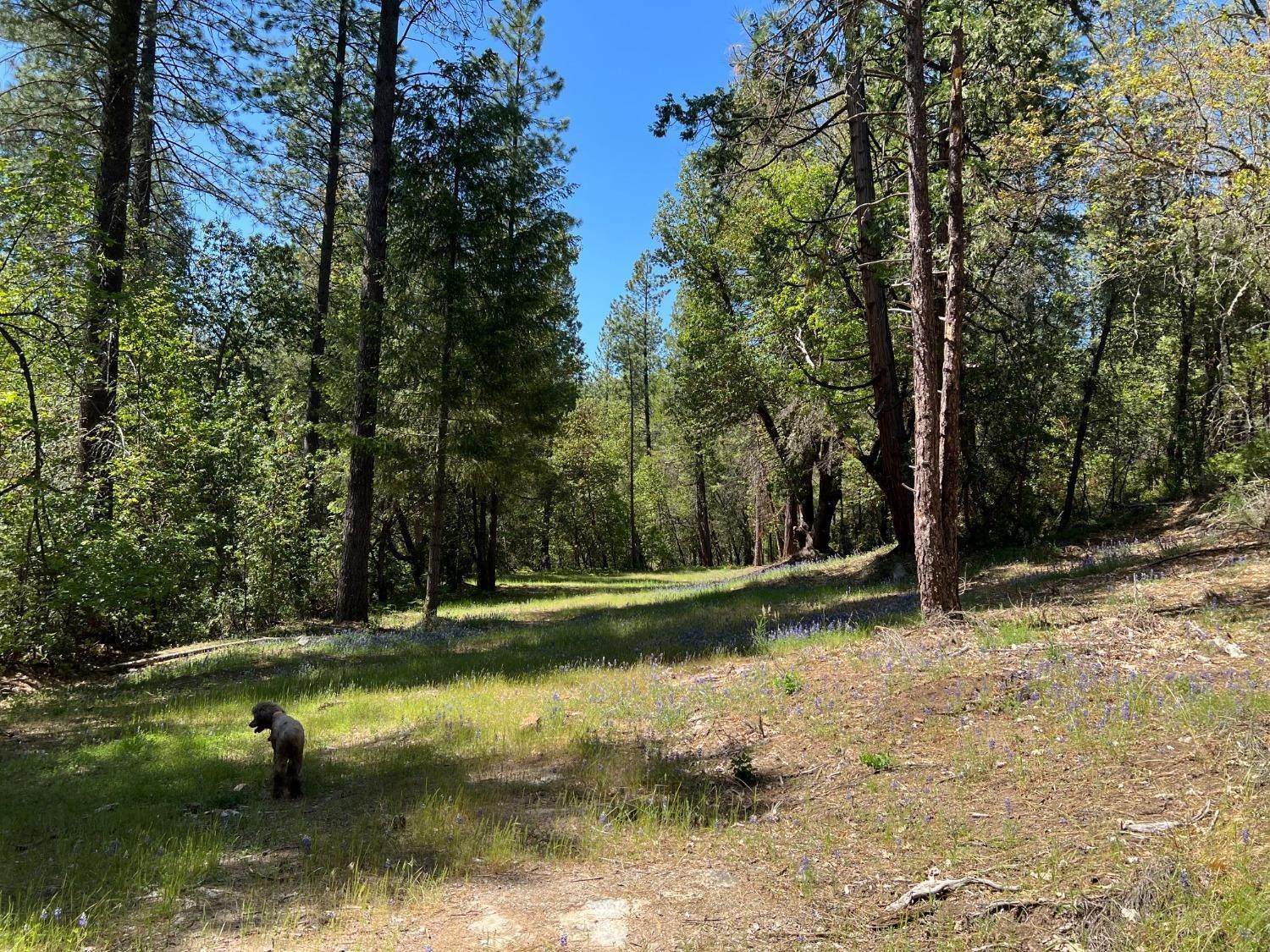 6. Agricultural Land for Active at Banerian Place Nevada City, California 95959 United States