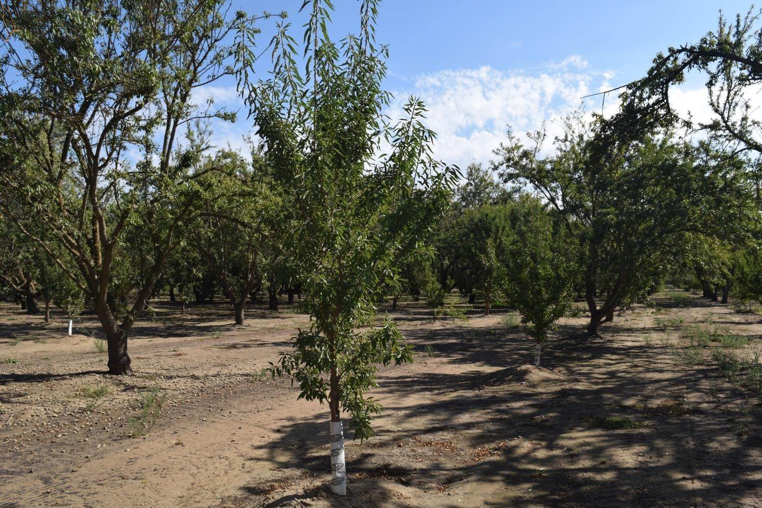 4. Agricultural Land for Active at Walnut Road Hughson, California 95326 United States