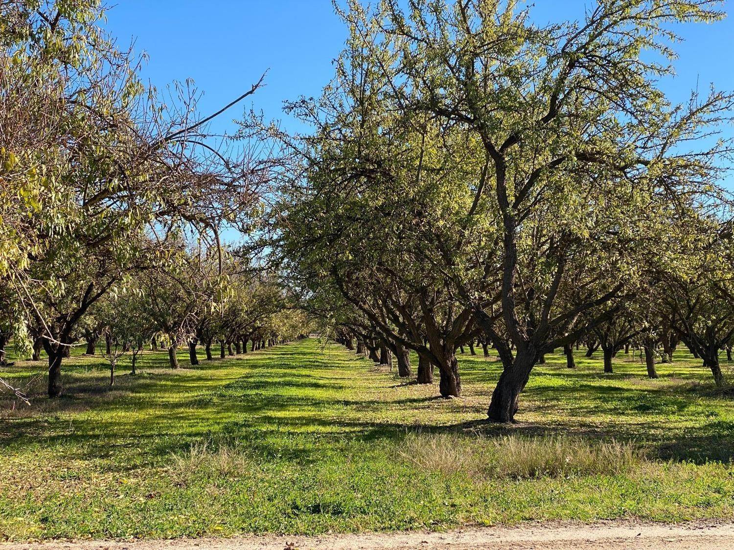 9. Agricultural Land for Active at 1676 Morrill Road Modesto, California 95357 United States