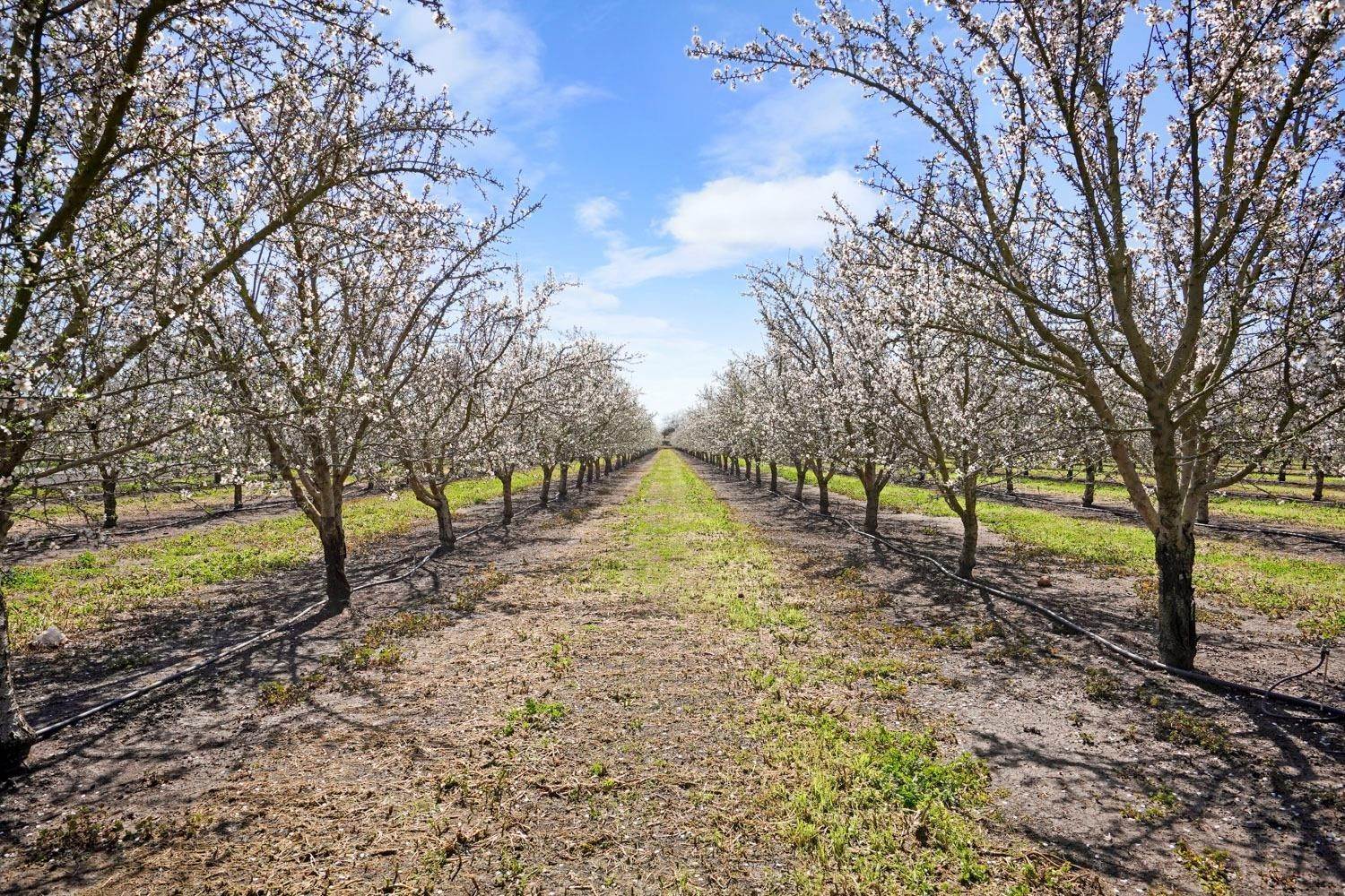 Agricultural Land for Active at 5875 S Van Allen Road Stockton, California 95215 United States
